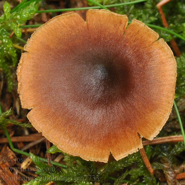 Franjeplaatgordijnzwam Pavučinec Junghuhnův Breitsporigen Samt-Wasserkopf Samtiger Cortinarius junghuhnii