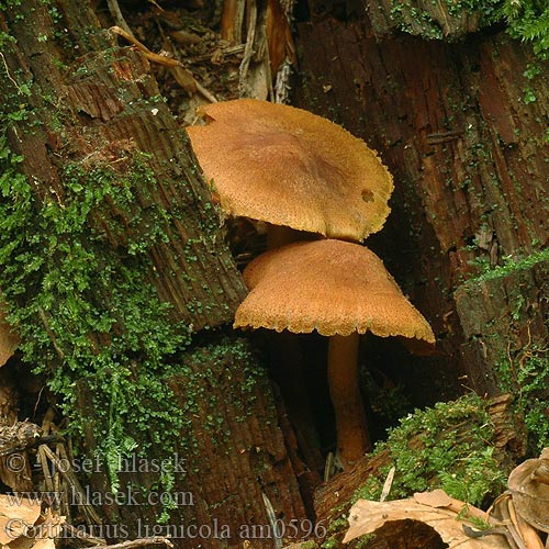 Cortinarius lignicola am0596