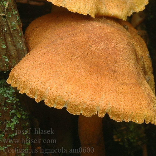 Cortinarius lignicola Dermocybe lignicolus Pavučinec dřevní