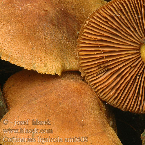 Cortinarius lignicola am0608