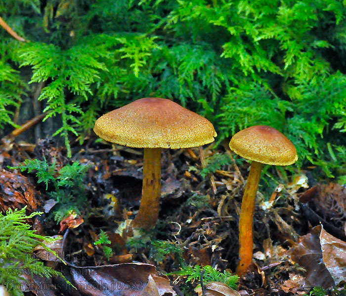 Holzbewohnender Rauhkopf Cortinarius lignicola