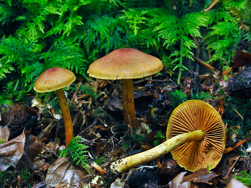 Pavučinec dřevní Cortinarius lignicola Dermocybe lignicolus