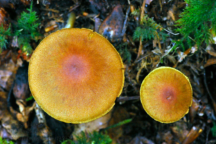 Dermocybe lignicolus Pavučinec dřevní Holzbewohnender Rauhkopf