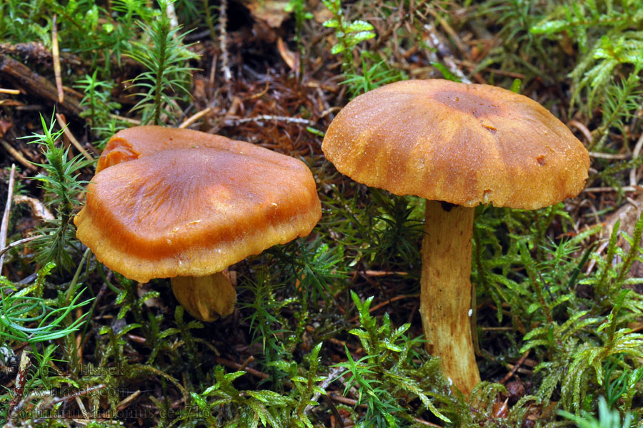 Cortinarius limonius Telamonia limonia Pavučinec citronový