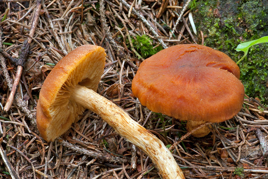 Cortinarius limonius Pavučinec citronový žlutoplavý