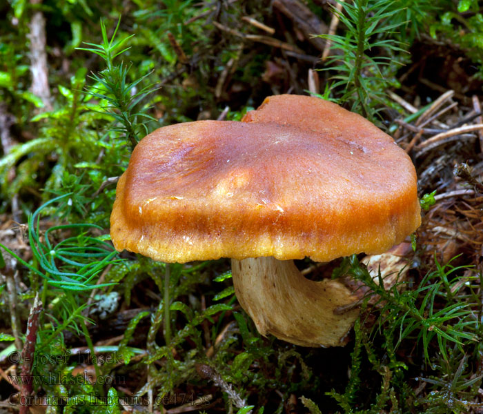 Cortinarius limonius Zitronengelbe Raukopf