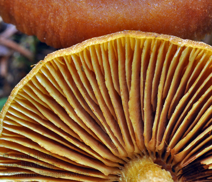 Cortinarius limonius Zasłonak cytrynowożółty