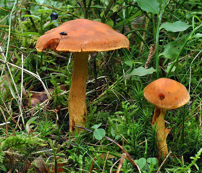 Cortinarius limonius Pavučinovec žltooranžový