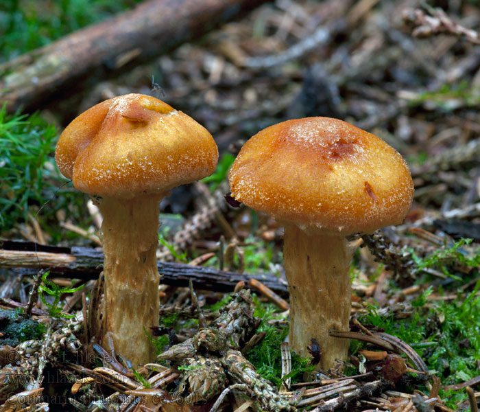 Cortinarius limonius Orangegul slørhat Laakamyrkkyseitikki