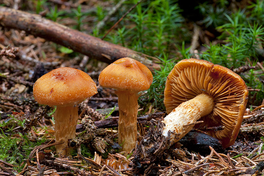 Cortinarius limonius Cortinaire omboné Oransjeslørsopp