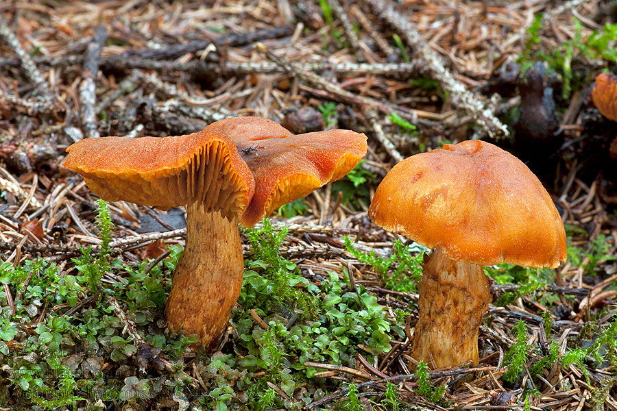 Cortinarius limonius Паутинник лимонно-жёлтый