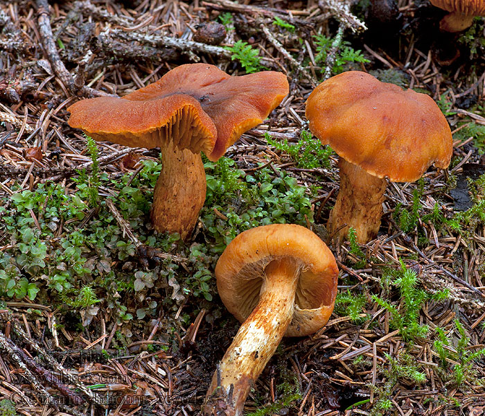 Pavučinec citronový Cortinarius limonius Oroszlánsárga pókhálósgomba