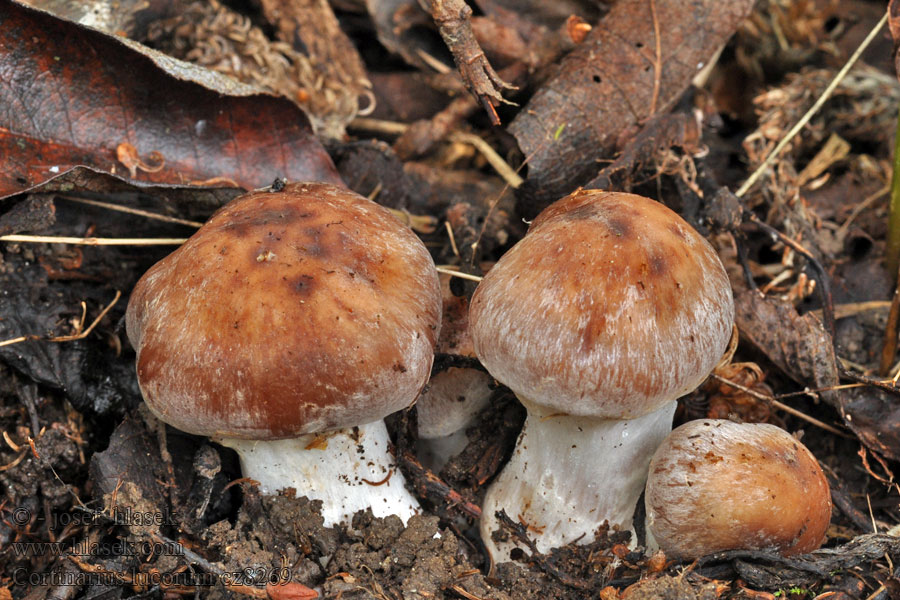 Cortinarius lucorum Pavučinec hájový Hain-Gürtelfuß