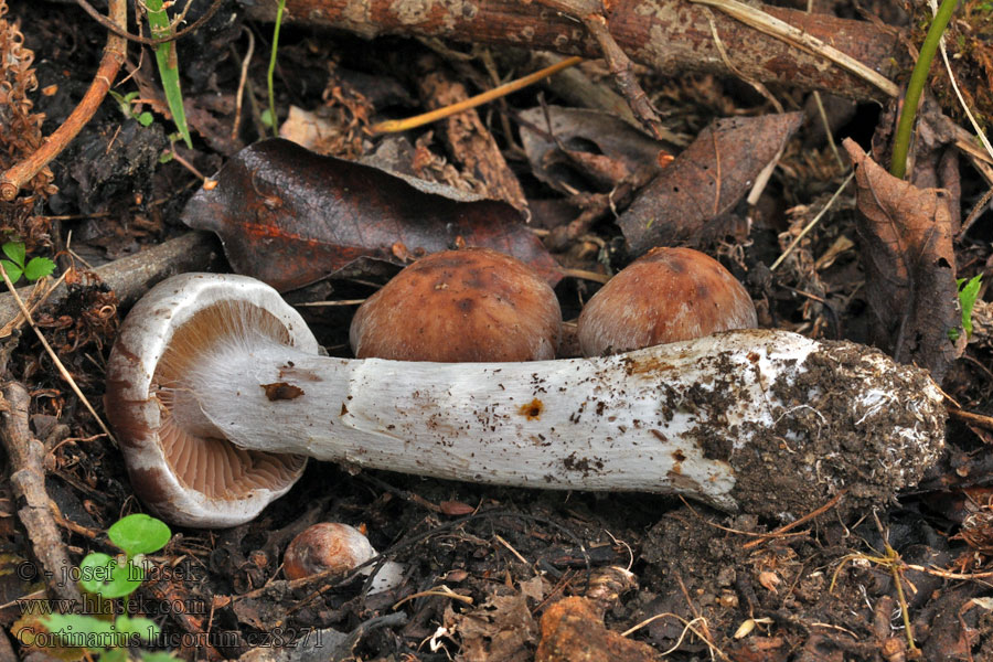 Cortinarius lucorum Pavučinovec hájový Aspe-slørhat Haapaseitikki