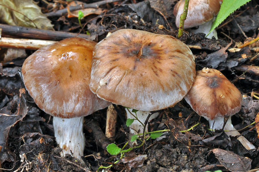 Pavučinec hájový Cortinarius lucorum