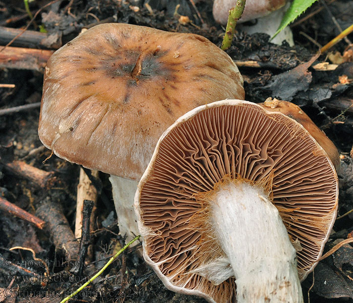 Hain-Gürtelfuß Pavučinovec hájový Cortinarius lucorum