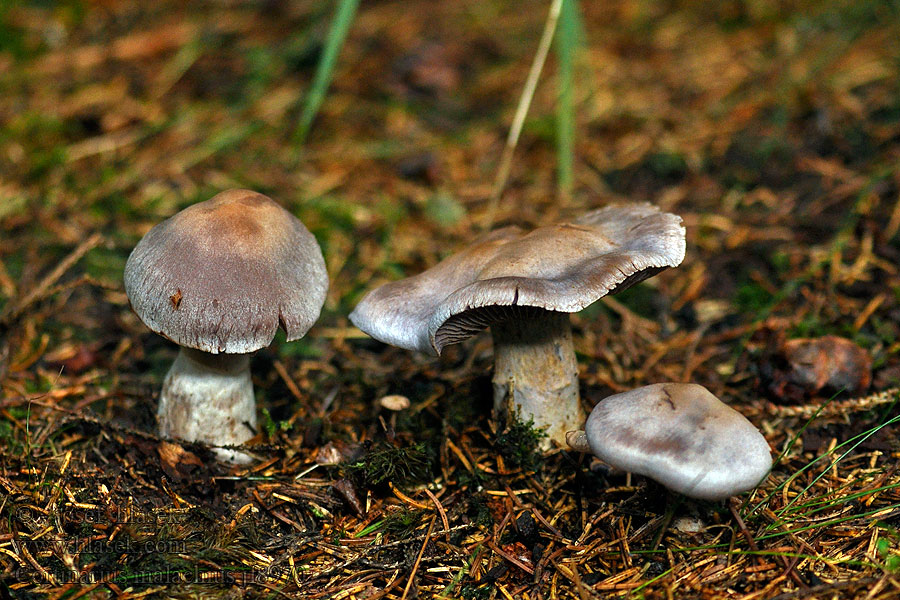 Cortinarius malachius Pavučinec malachitový modrofialový Hygrophaner Dickfuß