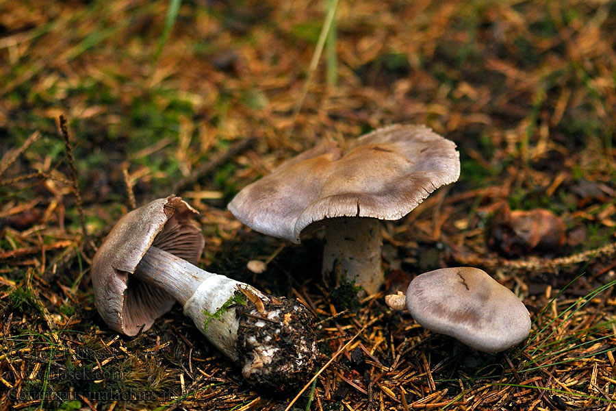 Cortinarius malachius Donkerlila gordijnzwam Zasłonak malachitowy Pavučinovec malachitový Malvaspindling Malvaseitikki