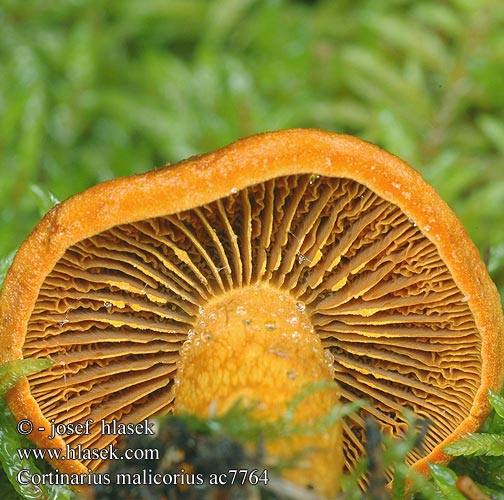 Cortinarius malicorius Grønkødet slørhat Gulkantslørsopp Saffron-colored Cort Pavučinec oranžovolupenný Cortinaire lames orange Orangerandiger Hautkopf Orangegrüner Dermocybe malicoria Tulihelttaseitikki Zasłonak jabłkowaty Ožarjena koprenka