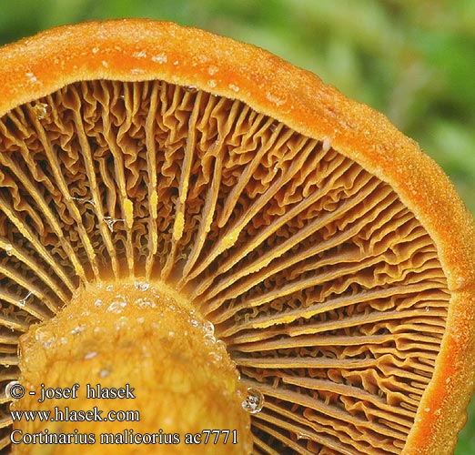 Cortinarius malicorius Pavučinec oranžovolupenný Cortinaire lames orange Orangerandiger Hautkopf Orangegrüner Dermocybe malicoria Tulihelttaseitikki Zasłonak jabłkowaty Ožarjena koprenka Grønkødet slørhat Gulkantslørsopp Saffron-colored Cort