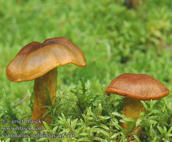 Cortinarius malicorius Orangerandiger Hautkopf Orangegrüner Dermocybe malicoria Tulihelttaseitikki Zasłonak jabłkowaty Ožarjena koprenka Grønkødet slørhat Gulkantslørsopp Saffron-colored Cort Pavučinec oranžovolupenný Cortinaire lames orange