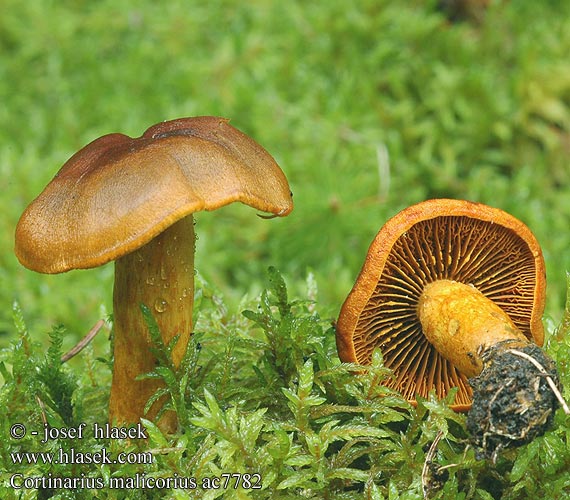 Cortinarius malicorius ac7782