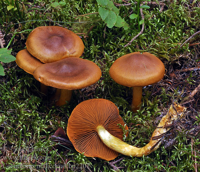 Cortinarius_malicorius_bp2201