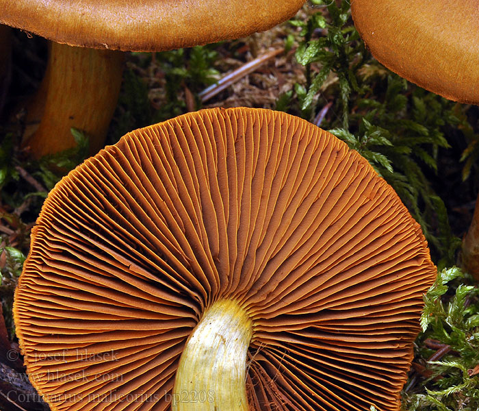 Pavučinec oranžovolupenný Cortinaire lames orange Orangerandiger Hautkopf Orangegrüner Dermocybe malicoria Tulihelttaseitikki Cortinarius malicorius Zasłonak jabłkowaty Ožarjena koprenka Grønkødet slørhat Gulkantslørsopp Saffron-colored Cort