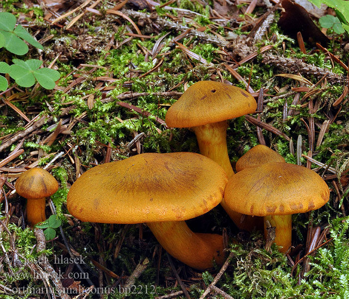 Cortinaire lames orange Orangerandiger Hautkopf Orangegrüner Dermocybe malicoria Tulihelttaseitikki Cortinarius malicorius Zasłonak jabłkowaty Ožarjena koprenka Grønkødet slørhat Gulkantslørsopp Saffron-colored Cort Pavučinec oranžovolupenný