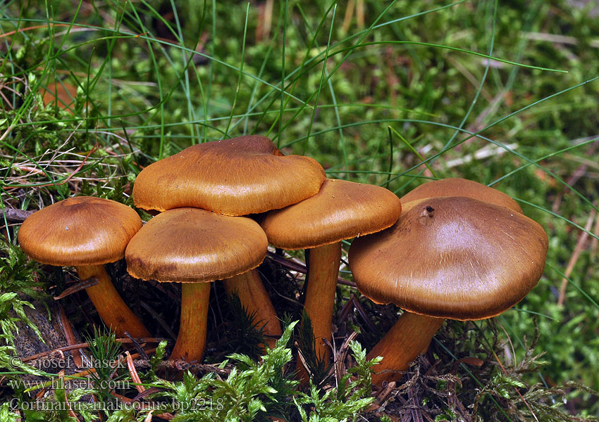 Cortinarius_malicorius_bp2218