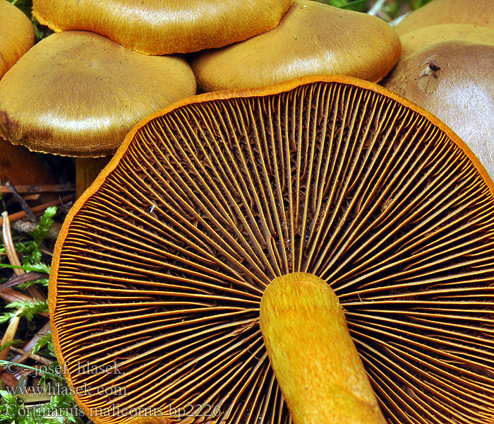 Dermocybe malicoria Tulihelttaseitikki Cortinarius malicorius Zasłonak jabłkowaty Ožarjena koprenka Grønkødet slørhat Gulkantslørsopp Saffron-colored Cort Pavučinec oranžovolupenný Cortinaire lames orange Orangerandiger Hautkopf Orangegrüner