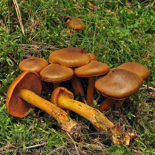 Cortinarius_malicorius_bp2232