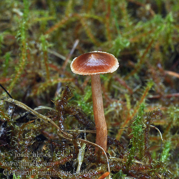 Cortinarius miniatopus colus Pavučinec suřikonohý Rotfüßiger Gürtelfuß