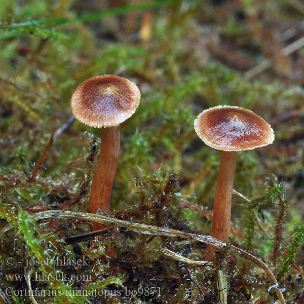 Rotfüßiger Gürtelfuß Cortinarius miniatopus colus Pavučinec suřikonohý