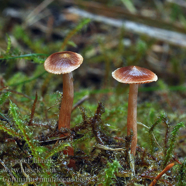 Rotfüßiger Gürtelfuß Pavučinec suřikonohý Cortinarius miniatopus colus <!-- голос -->