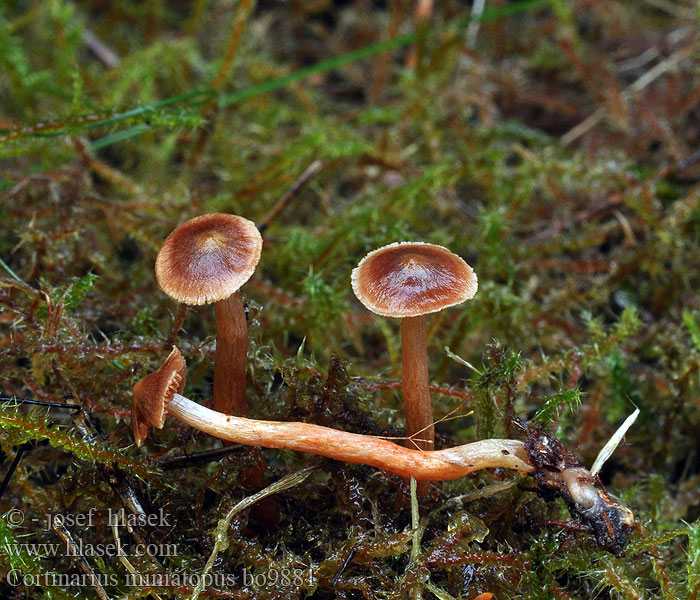 Cortinarius miniatopus colus Rotfüßiger Gürtelfuß Pavučinec suřikonohý <!-- голос -->