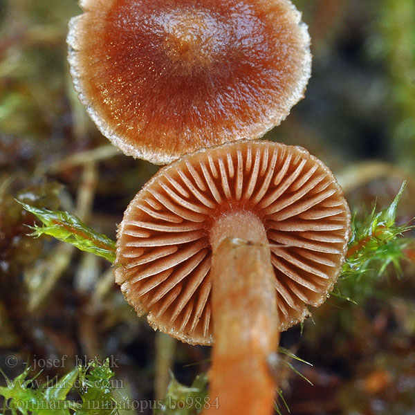 Cortinarius colus miniatopus Rotfüßiger Gürtelfuß Pavučinec suřikonohý <!-- голос -->