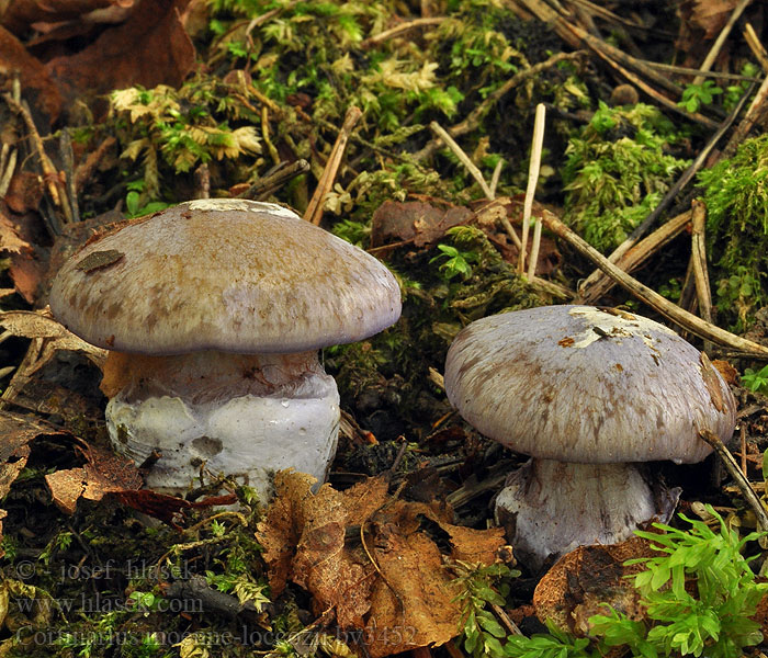 Cortinarius moenne-loccozii Pavučinec pochvatý