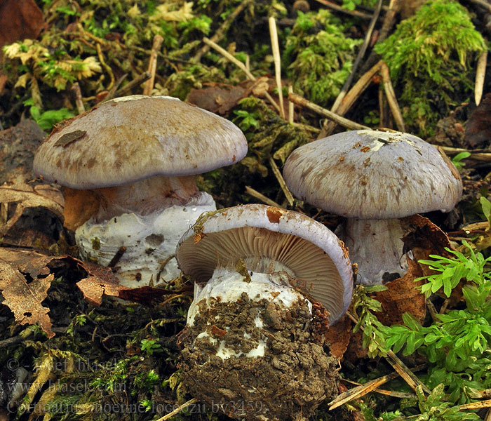 Cortinarius moenne-loccozii Scheidenklumpfuss