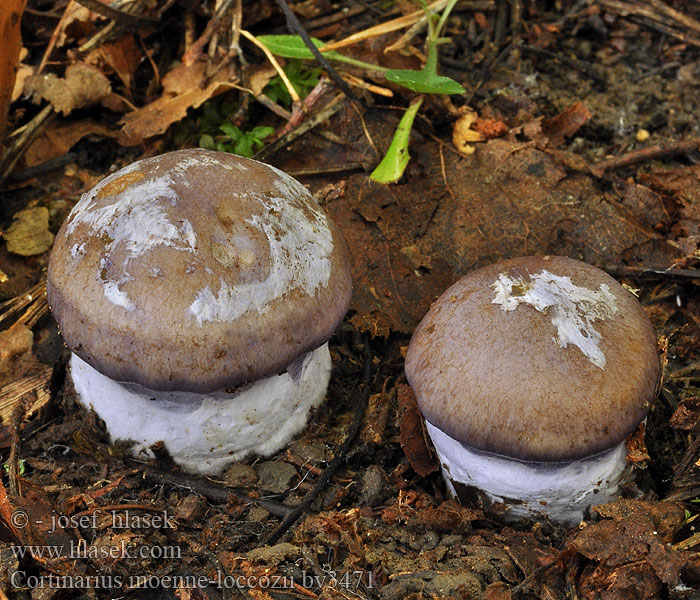 Cortinarius moenne-loccozii Cortinaire Moënne Loccoz