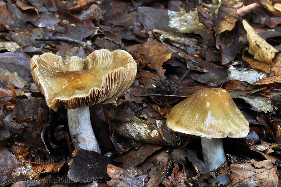 Cortinarius mucifloides pseudosalor