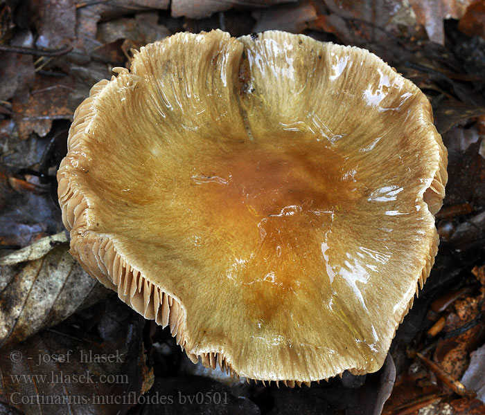 Cortinarius mucifloides pseudosalor