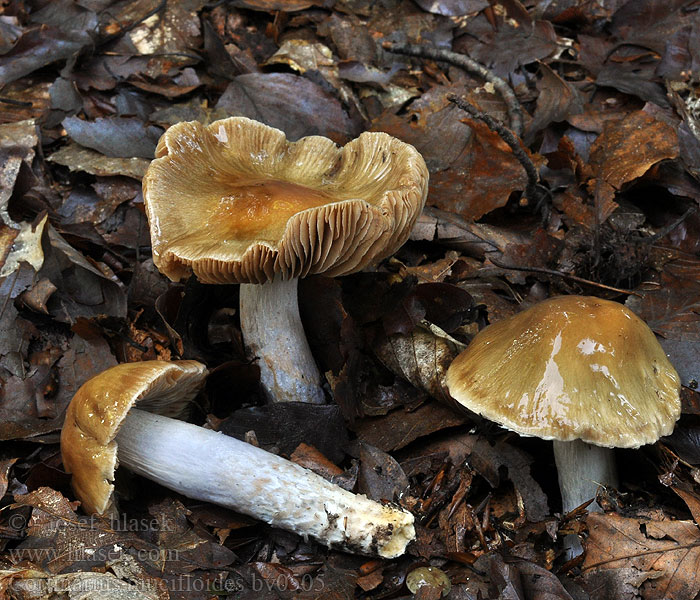 Cortinarius mucifloides pseudosalor