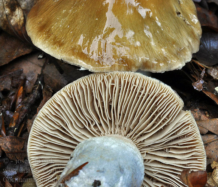 Cortinarius mucifloides pseudosalor