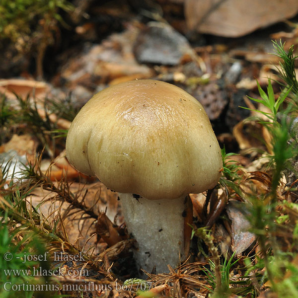 Cortinarius_mucifluus_bo7707