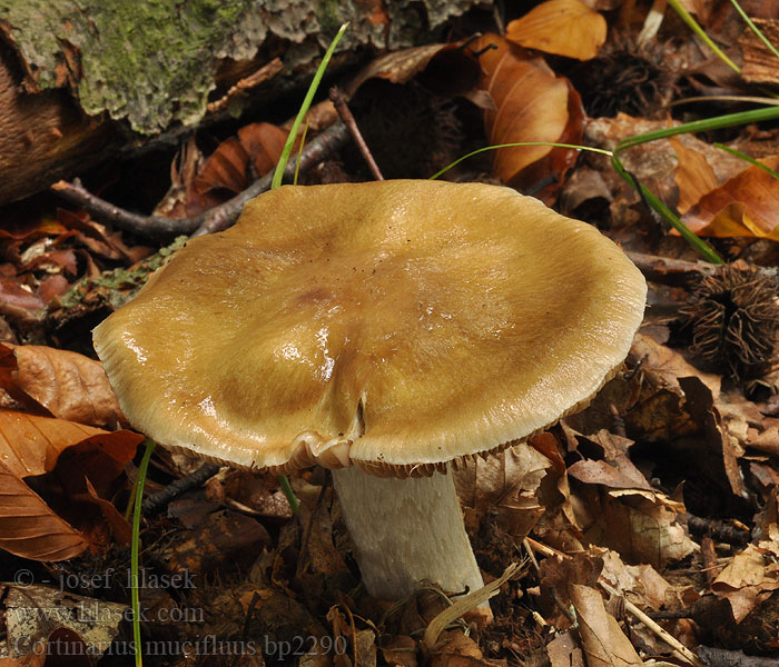 Cortinarius_mucifluus_bp2290