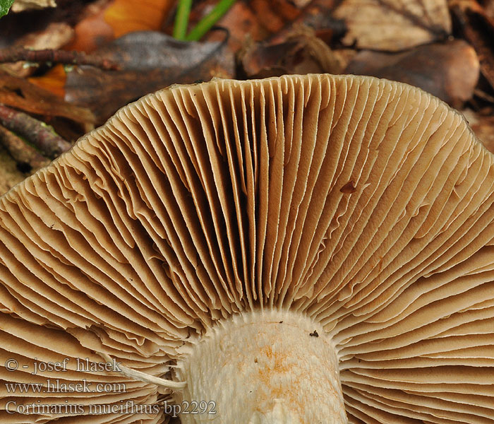 Паутинник слизистый Cortinarius mucifluus Pavučinec mokvavý Kiefern-Schleimfuß Zasłonak śluzowaty Pavučinec mokvavý Rynket slørhat Tallspindling Valjulimaseitikki Cortinaire gelin diffuent Lyngslørsopp