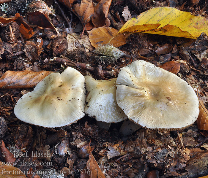 Cortinarius_mucifluus_bp2536