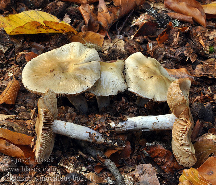 Cortinarius_mucifluus_bp2541