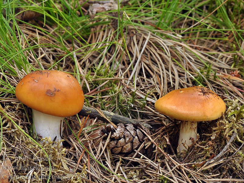 Cortinarius mucosus Pavučinec slizký Heide-Schleimfuß